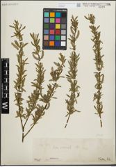 Foto von Salix purpurea L.